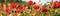 Panoramic landscape of red beautiful wild flowers blooming, illuminated by the sun - Close up of flowers background. Extra wide