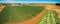 Panoramic landscape of rows of green crops.