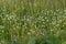 Panoramic landscape view of beautiful tiny white flowers in lush green meadow at Kaas or Kas plateau in Satara, Maharashtra, India