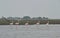 Panoramic landscape view of a flamboyance of beautiful migratory flamingos wading through waters of Ujani dam at Bhigwan,