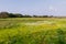 Panoramic landscape view of Kaas plateau covered with beautiful vibrant flowers and lush green grass. It is located in Satara,