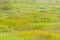 Panoramic landscape view of Kaas plateau covered with beautiful vibrant flowers and lush green grass. It is located in Satara,