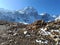 Panoramic landscape view of the majestic snowcapped great Himalayas mountain range on a winter day. They are famous for tourism in