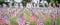 Panoramic lawn American flags with blurry row of people carry fallen soldiers banners parade