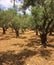 Panoramic mediterranean culture landscape, olives tree grove