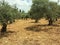 Panoramic mediterranean culture landscape, olives tree grove