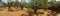 Panoramic mediterranean culture landscape, olives tree grove