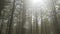 Panoramic from the middle of a tall green pine forest with sunlight on a sunny day in Catalonia