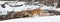 Panoramic Mountain lion landscape in deep snow