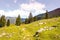 Panoramic mountain view with pine trees and white stones