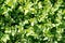 Panoramic natural green background from the leaves of boxwood evergreen Buxus sempervirens