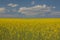 Panoramic of a newly arrived crop field the spring. North of Spa