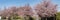 Panoramic over a pink cherry alley crossing coloured Sakura trees blooming in a residential neighbourhood with a kids playground