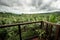 Panoramic overlooking view of green tropical vegetation