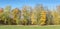 Panoramic park landscape. autumnal trees with vibrant yellow and orange foliage on blue sky background