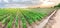 Panoramic photo of agriculture. Irrigation of pepper and leek plantations in the field. Traditional natural watering. Eco-friendly
