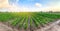 Panoramic photo of a beautiful agricultural view with pepper plantations. Agriculture and farming. Agribusiness. Agro industry.