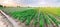 Panoramic photo of a beautiful agricultural view with pepper plantations. Agriculture and farming. Agribusiness. Agro industry.