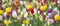 Panoramic photo of beautiful bright colorful multicolored yellow, white, red, purple, pink tulips on a large flower-bed in the