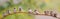 Panoramic photo with a flock of funny birds and Chicks sparrows sit on a branch in a summer Sunny garden and chirp