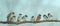 Panoramic photo with a flock of small funny birds sitting on a branch in a winter Park under the snow