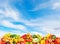 Panoramic photo fruits and vegetables on background blue sky