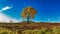 Panoramic photo of Golden trumpet tree, aka Yellow Ipe, isolated on harvested sugar cane field in sunny morning with blue sky