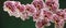 Panoramic photo of Pink Dalmatian orchid flowers on a green not bright background, the photo is suitable as a banner for a website