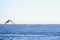 Panoramic photo of a seabird flying above the sea