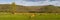 Panoramic photograph of brown cows, grazing in green meadow