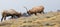 Panoramic photograph of two bull elk fighting