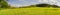 Panoramic photography of Dandelion field with Pine tree forest b