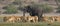 Panoramic Picture of a herd of grant\'s gazelles and elephant