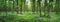 Panoramic picture of wood stitchwort flower in the forest in the sunny day.  Fabulous green forest with white flowers. Beautiful s