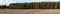 Panoramic pine tree forest