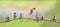 Panoramic portrait of small funny birds sparrows restlessly sitting on a tree branch in a Sunny green garden