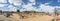 Panoramic pumpkins garden and people at local farm in Texas, America