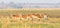 Panoramic of red lechwe herd