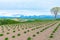 Panoramic rural landscape with mountains. Vast blue sky and white clouds over farmland field