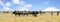 Panoramic scene of African plains with many zebra and wildebeest