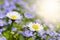 Panoramic scene with daisies flowers and sunbeam