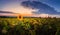 Panoramic scene of sunflower field over sunset sky background. Single late, yellow flowering plant among the crop of sunflower