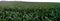 Panoramic shot of a beautiful  green cornfield