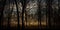 Panoramic shot of a beautiful, tranquil night time scene in a forest