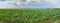 Panoramic shot of a cornfield under a cloudy sky