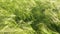 Panoramic shot with a field of unripe wheat