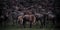 Panoramic shot of a group of Wildebeests on a field in Tanzania