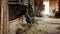 Panoramic shot of a private stable. Horses chew food, a young groom girl sweeps the floor with a broom.