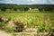 Panoramic shot rows summer vineyard scenic landscape, plantation, beautiful wine grape branches and roses, sun, sky in Provence,