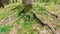 Panoramic shot of rural roots of tree